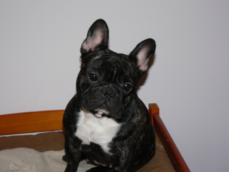 Carmina burana du Terroir de fontfroide