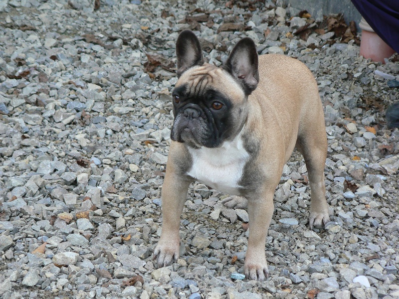 Vodka pomme des Jardins de Sable