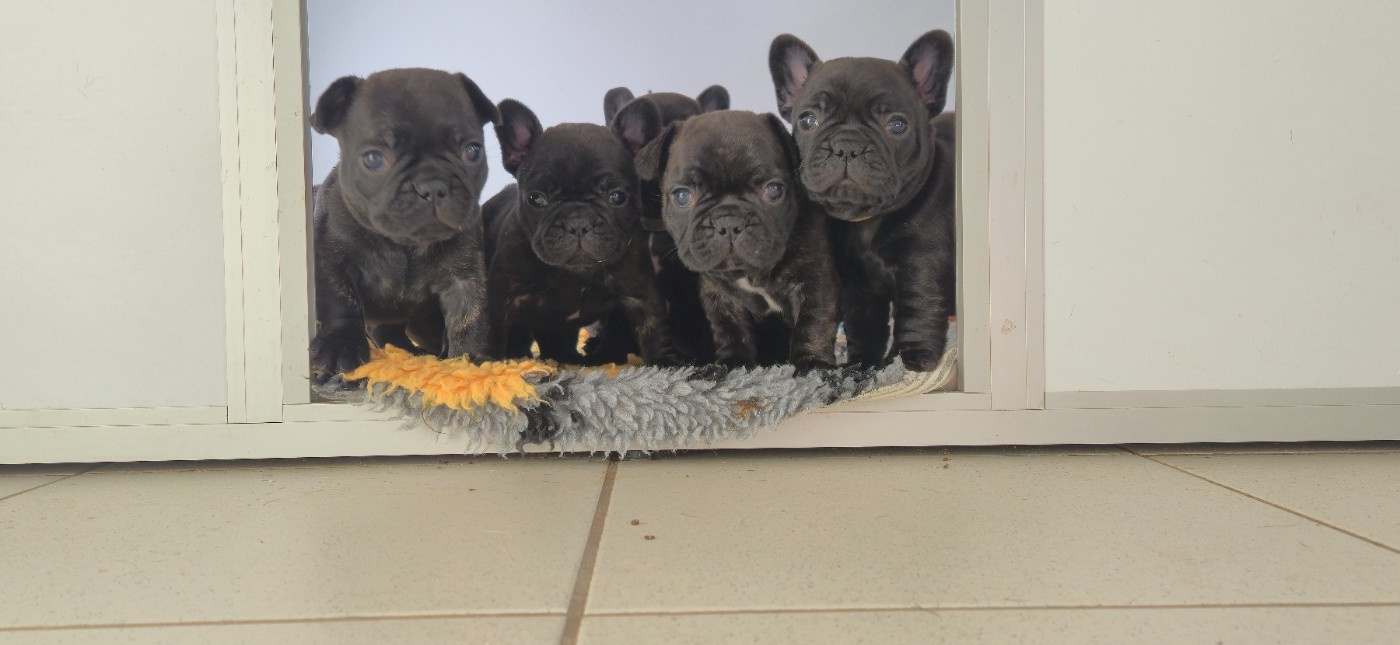 CHIOTS BOULEDOGUES FRANCAIS