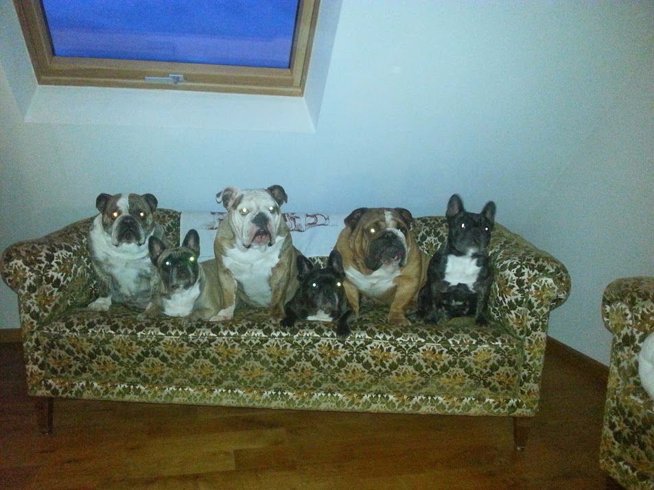 MEUTE