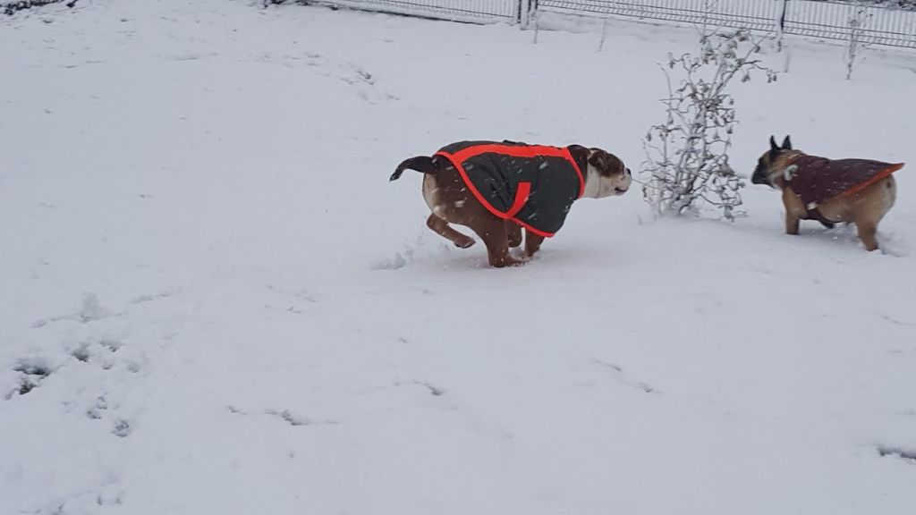 NEIGE