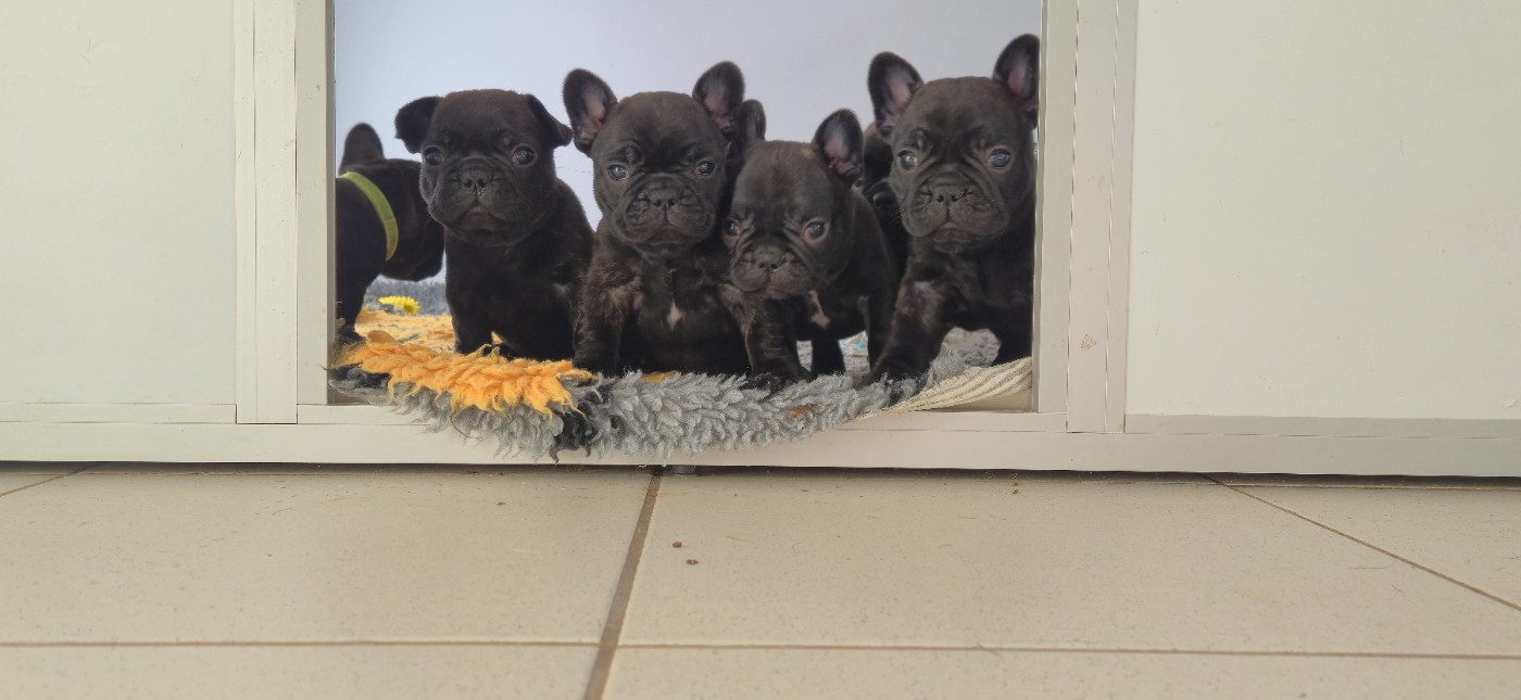 Chiot Bouledogue français des Jardins de Sable