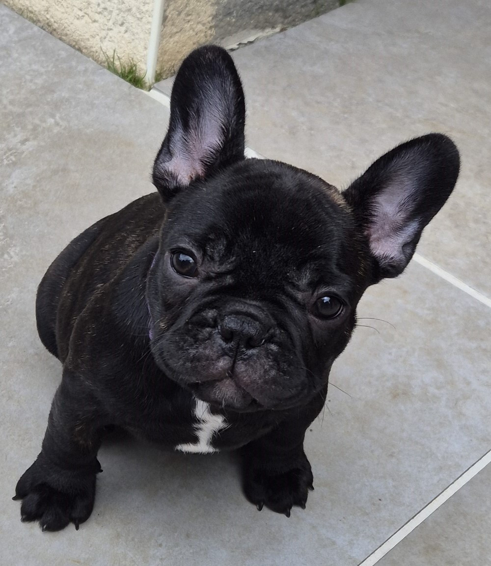 des Jardins de Sable - Chiots disponibles - Bouledogue français