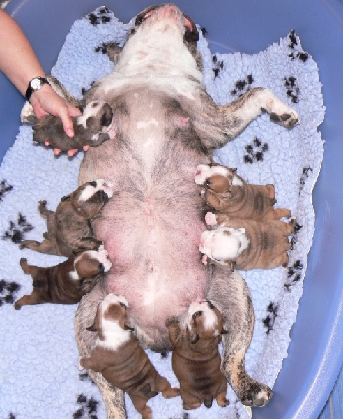 Chiot Bulldog Anglais des Jardins de Sable